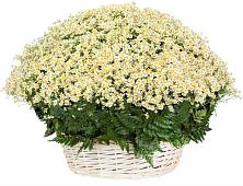 Цветочная композиция из Ромашки в корзине #REPLACE_PRED# Тирлянский
